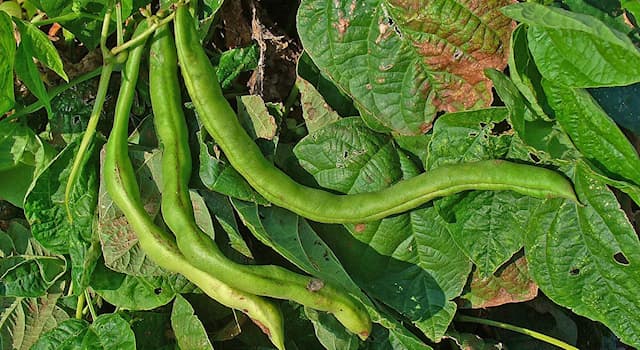 Nature Trivia Question: A bean is a member of which plant family?