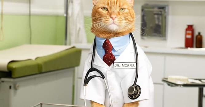 Наука Вопрос: Как называется метод лечения и профилактики заболеваний с помощью взаимодействия человека с кошками?