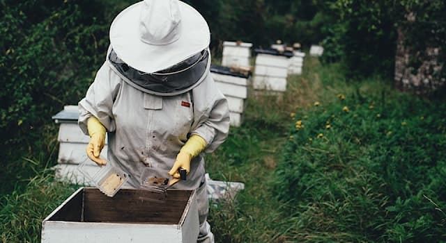 Природа Вопрос: Как называется специально оборудованное место, где содержатся медоносные пчёлы?