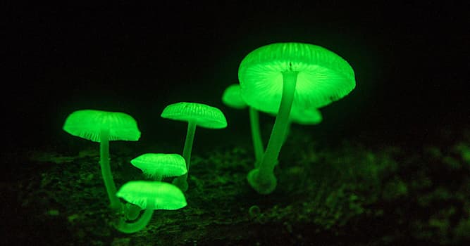 Природа Вопрос: Как называется способность живых организмов светиться?
