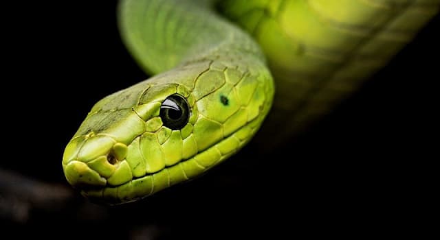 Природа Вопрос: Как змеи из семейств гадюковых и ужеобразных пьют воду?
