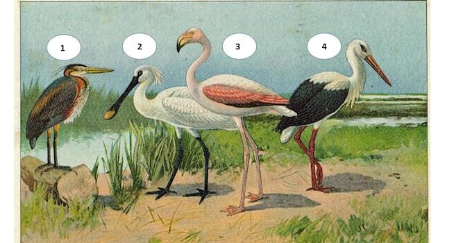 Природа Вопрос: Какое сопоставление птицы с номером на фотографии корректно?