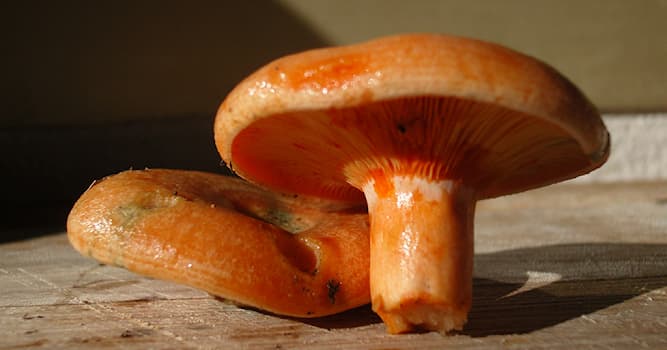Природа Вопрос: Какого цвета становится мякоть гриба рыжика на разрезе?