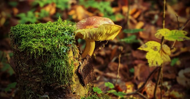 natura Pytanie-Ciekawostka: Który z tych grzybów jest trujący?