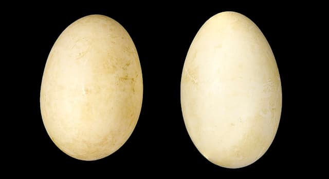 Doğa Trivia Sorusu: Yüzük kazı hangi hayvan türüne aittir?