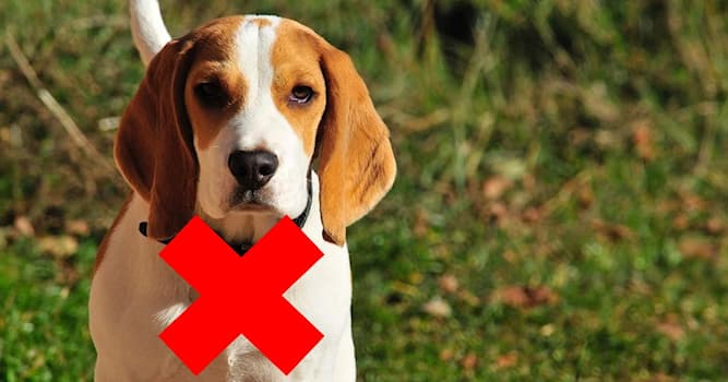 Природа Вопрос: Почему с июня 2021 года США запретили ввоз в свою страну собак из 113 стран?