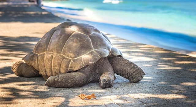 Geografía Pregunta Trivia: ¿Qué atolón, perteneciente a las Seychelles, es Patrimonio de la Humanidad desde 1982?