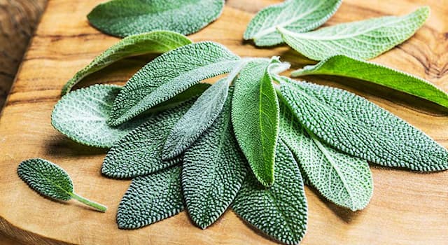 Nature Trivia Question: Sage plants are native to what part of the world?