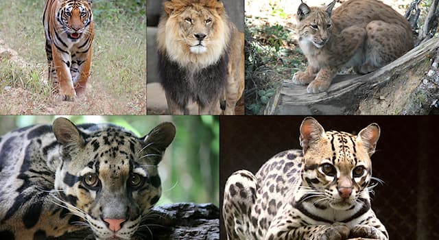 Nature Trivia Question: Which family of mammals is also known as "felidae"?