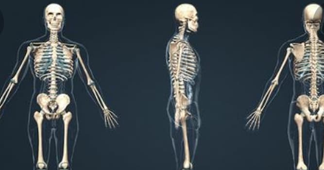 Наука Вопрос: Сколько костей имеет скелет взрослого человека?