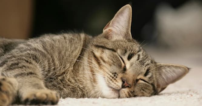 Природа Вопрос: Сколько процентов своей жизни кошки проводят во сне?