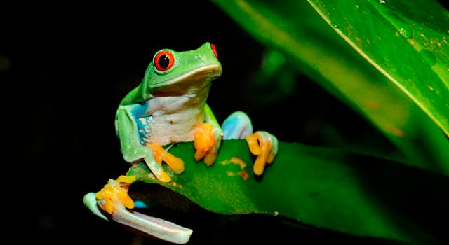 Culture Trivia Question: The word ''arboreal'' refers to which normal location of a frog?