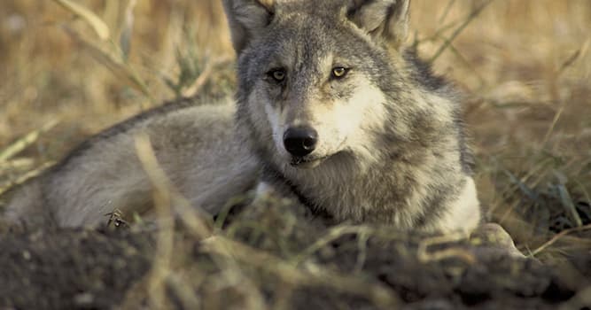 natura Pytanie-Ciekawostka: Wadera to?