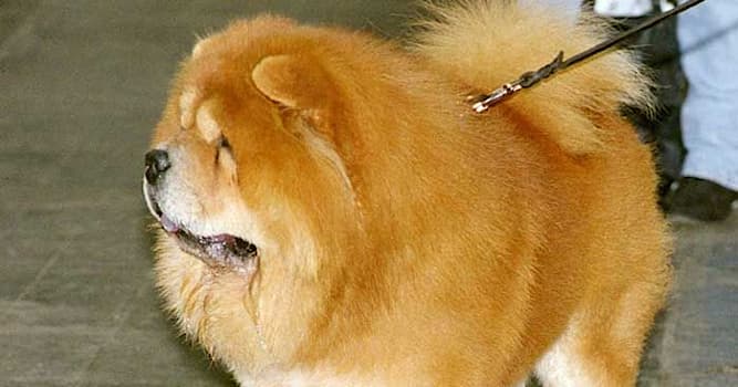 Natuur Trivia Vraag: Welke kleur heeft de tong van een Chow Chow (hondenras)?