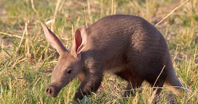 Nature Trivia Question: What animal looks like a pig, have rabbit-like ears, and a kangaroo's tail, yet not related to any of them?