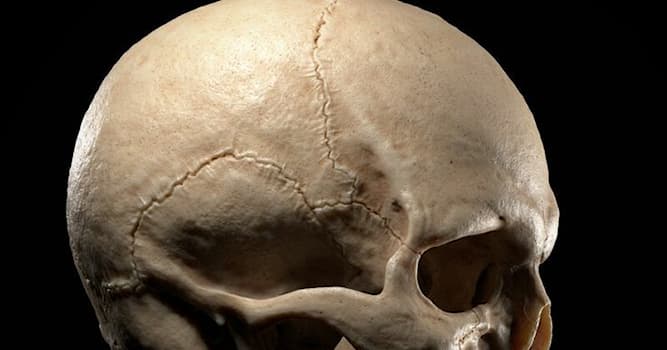 Science Trivia Question: What bone forms the back of the human head or skull?