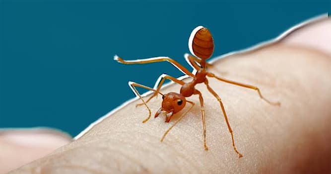 Science Trivia Question: What chemicals do ant bites release?