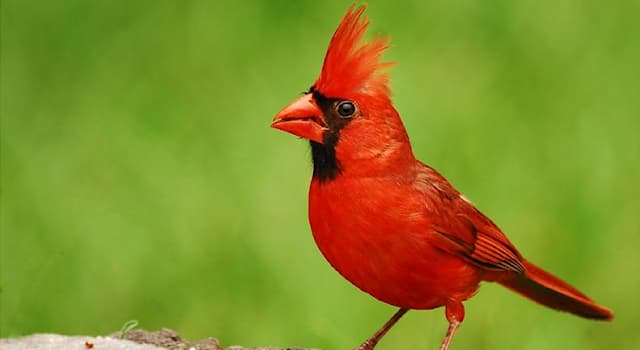 Nature Trivia Question: What is the name of this bird?