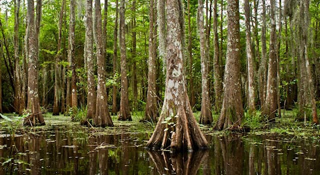 History Trivia Question: What language does the the word Bayou come from?