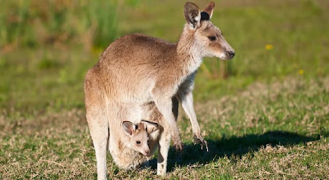 Nature Trivia Question: What is the pouch called in which the female kangaroo carries its young ones?