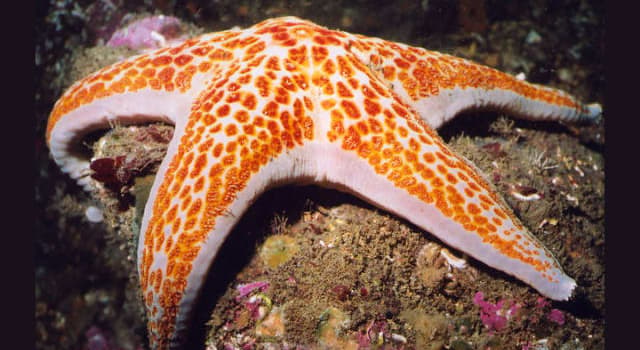 Nature Trivia Question: What is the unique ability of some species of a starfish in respect of its arms?