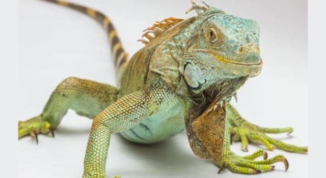 Nature Trivia Question: What is the unusual physical characteristic of Iguanas?
