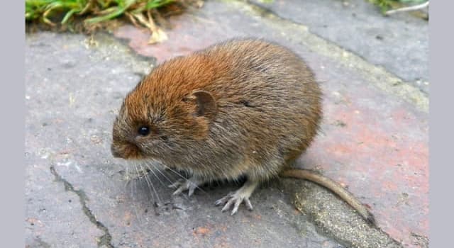 Nature Trivia Question: What is this rodent called?