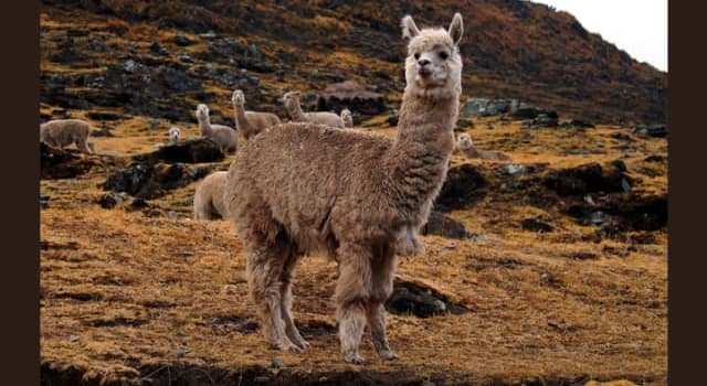 Nature Trivia Question: What type of body language do alpacas exhibit to show dominance?
