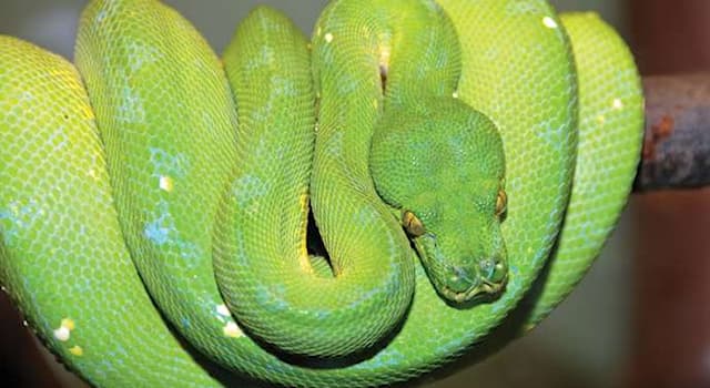 Nature Trivia Question: What type of python is shown below?