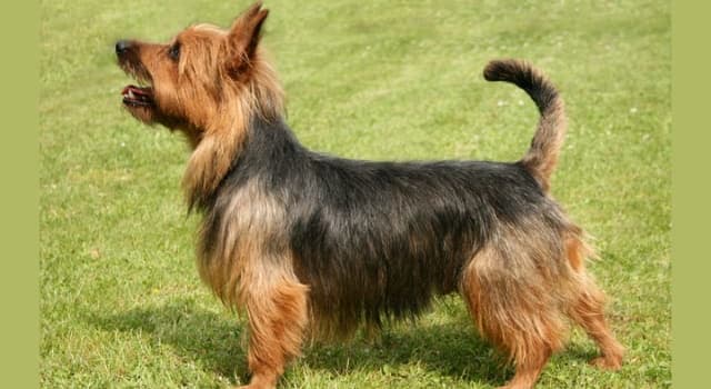 Nature Trivia Question: What was this Australian terrier initially named during its breed development in the 1820s?