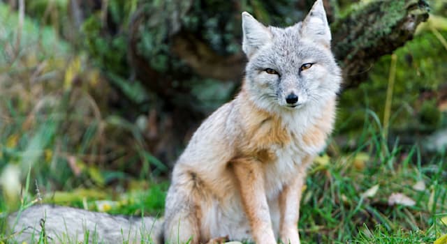 Nature Trivia Question: Where is the corsac fox native to?