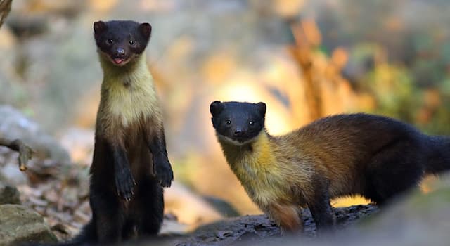 Nature Trivia Question: Where is the yellow-throated marten native to?