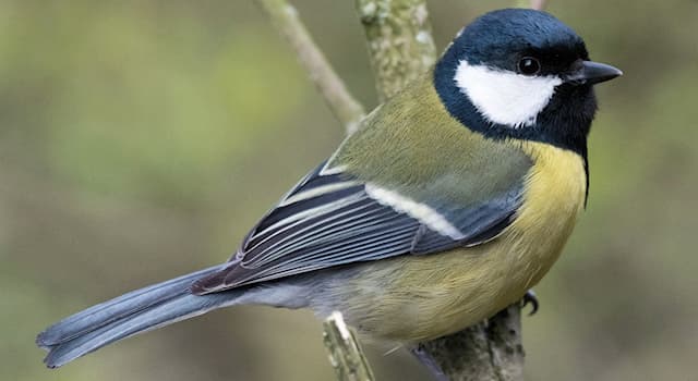 Nature Trivia Question: Which bird is shown in the picture?