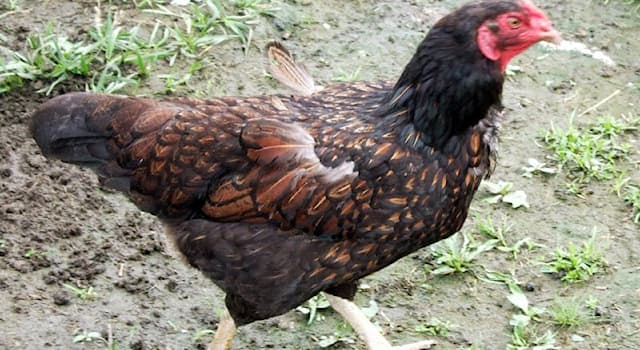 Nature Trivia Question: Which is the chicken breed shown in the picture?