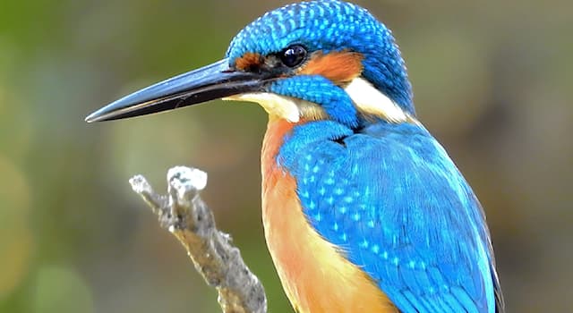 Nature Trivia Question: Which Kingfisher is in the picture?