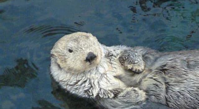 Geography Trivia Question: Which ocean are sea otters native to?