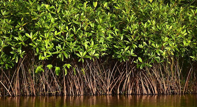 Nature Trivia Question: Which of these roots helps mangroves to breathe in mud?