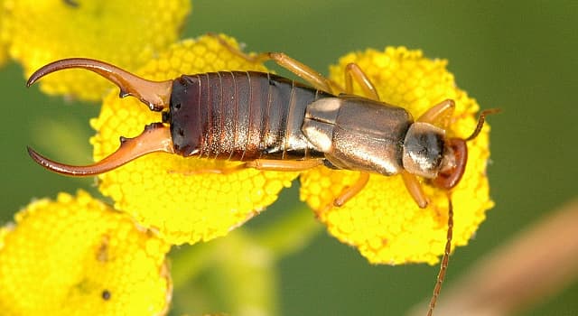Nature Trivia Question: Which order of insects consists solely of earwigs?