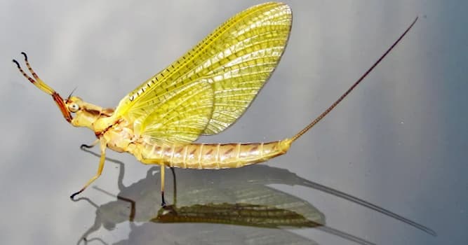 Nature Trivia Question: Which order of insects do mayflies belong to?