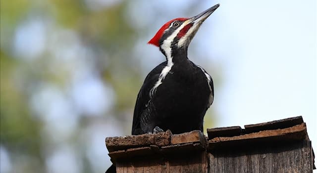 Nature Trivia Question: Which possibly extinct woodpecker species is in the picture?