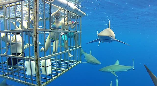 Nature Trivia Question: Who developed the first shark cage?