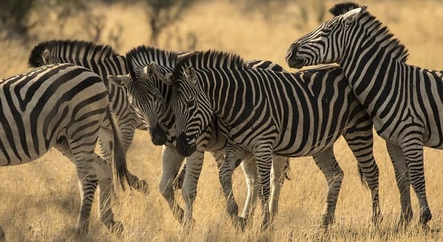 Culture Trivia Question: Who first proposed the crypsis hypothesis to explain the function of the black-and-white stripes on zebras?