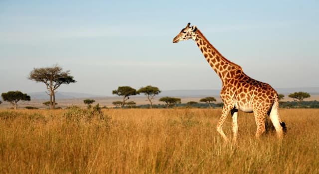 Nature Trivia Question: As of 2016, what is the population of the Rothschild’s giraffe, classified as Near Threatened?
