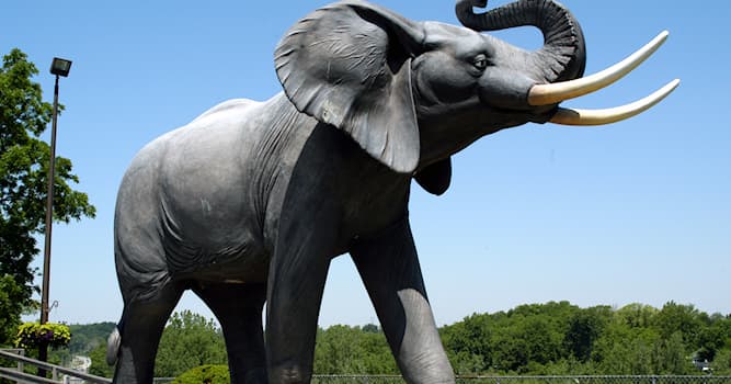 История Вопрос: Чем прославился слон Джамбо?