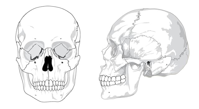 Science Trivia Question: Which of the following is not a part of the skull?