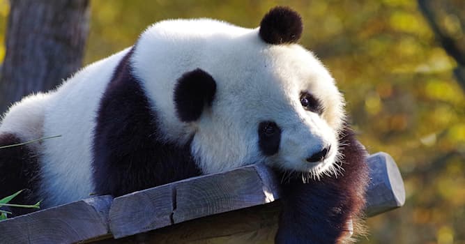 Природа Вопрос: Что с большой вероятностью случится с детенышами панды, если она родит двойню или тройню на воле?