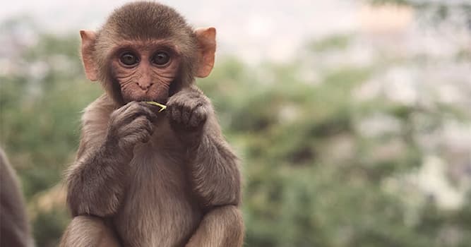 Doğa Trivia Sorusu: Maymunlarla ilişkilendirilen meyve nedir?