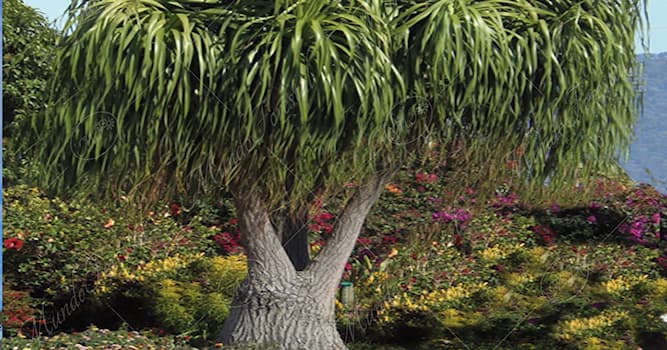 Naturaleza Pregunta Trivia: ¿Cuál es uno de los nombres más comunes con que se conoce a la planta Beaucarnea recurvata?