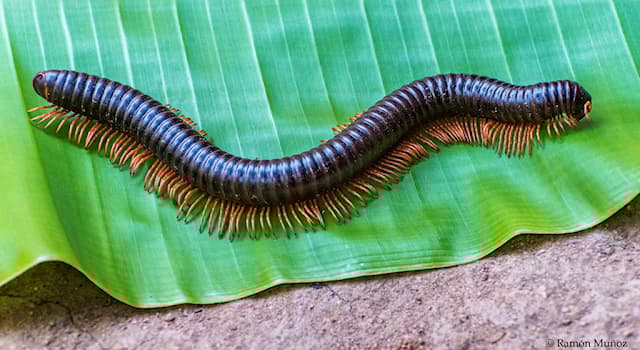 Naturaleza Pregunta Trivia: ¿Cuántas patas tienen los ciempiés?