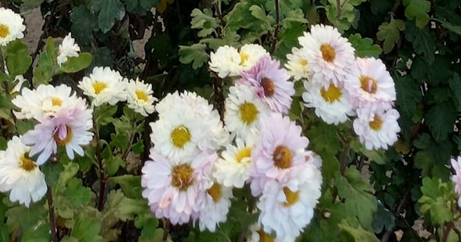 Natuur Trivia Vraag: Hoe heet de bloem op de afbeelding?